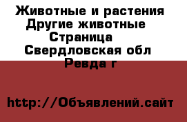 Животные и растения Другие животные - Страница 2 . Свердловская обл.,Ревда г.